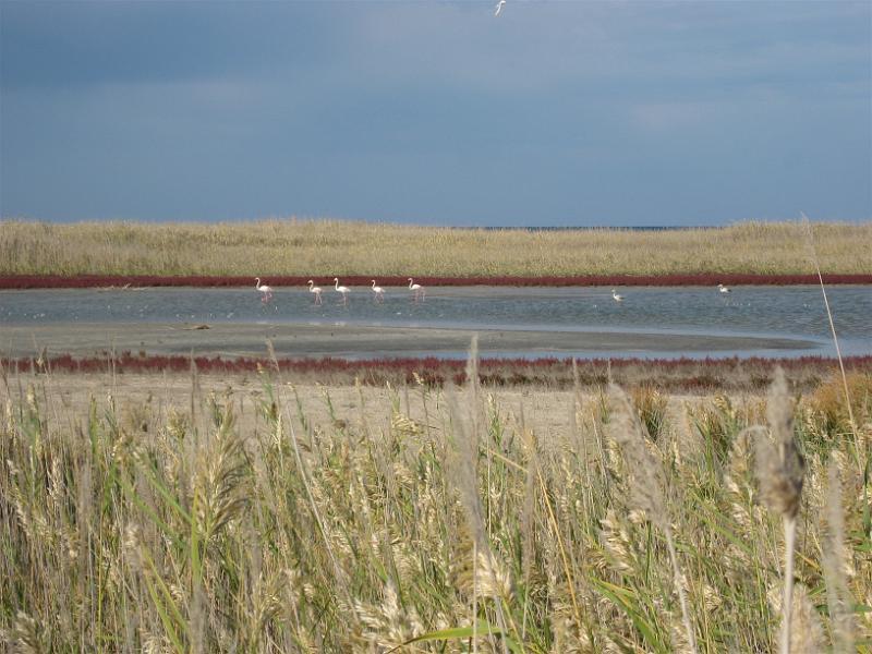 Bild 030.jpg - Flamingos at the Caspian